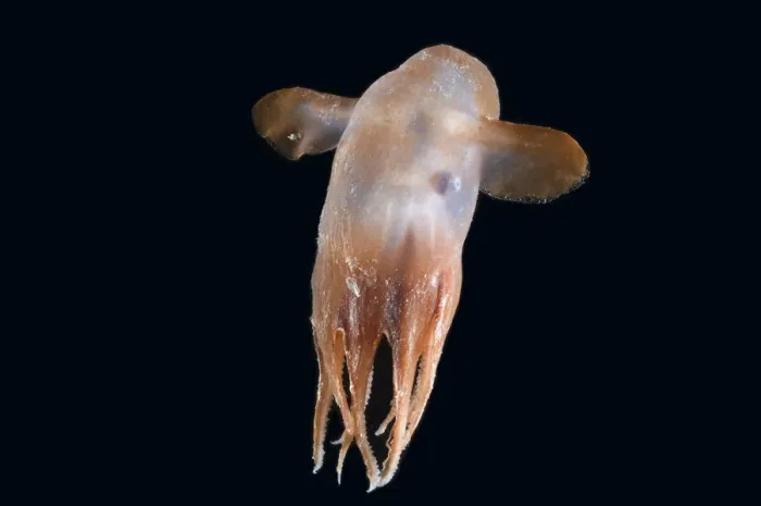 Framed Print : Deepsea octopus (Grimpoteuthis sp), Dumbo, North Atlantic Framed Print : Deepsea octopus (Grimpoteuthis sp), Dumbo, North Atlantic