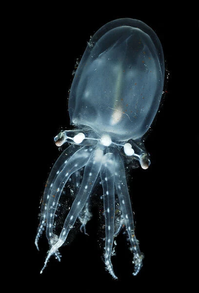 Deepsea pelagic octopod (Vitreledonella richardi) Atlantic ocean