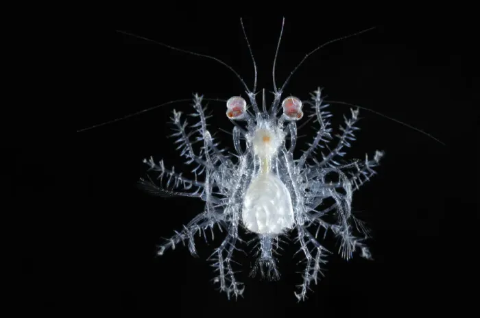 Framed Print : Deepsea planktonic megalopa stage of crab development, Atlantic ocean Framed Print : Deepsea planktonic megalopa stage of crab development, Atlantic ocean