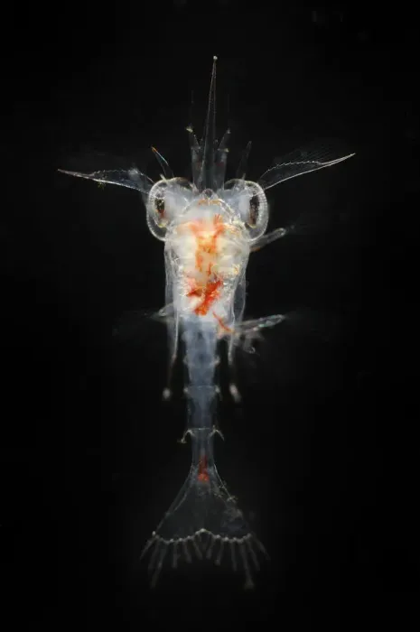 Framed Print : Deepsea planktonic stage of crab development, Trondheimsfjord, North Atlantic Ocean Framed Print : Deepsea planktonic stage of crab development, Trondheimsfjord, North Atlantic Ocean