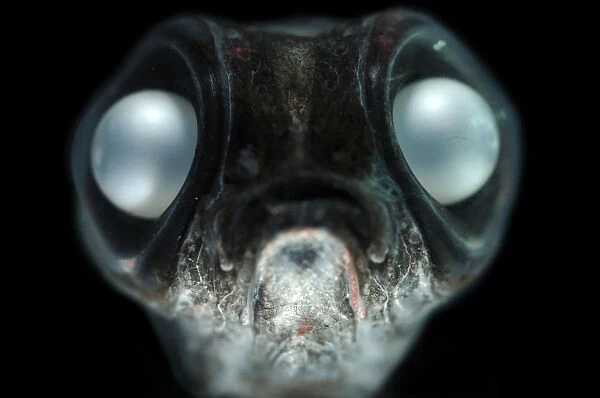 Deepsea smelt {Bathylagus antarcticus}, found in all the southern oceans as far south as Antarctica