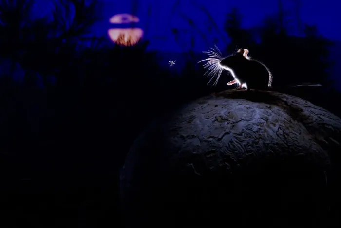 Framed Print : Deer mouse (Peromyscus maniculatus) on giant puffball mushroom, watching mosquito in the moonlight Framed Print : Deer mouse (Peromyscus maniculatus) on giant puffball mushroom, watching mosquito in the moonlight