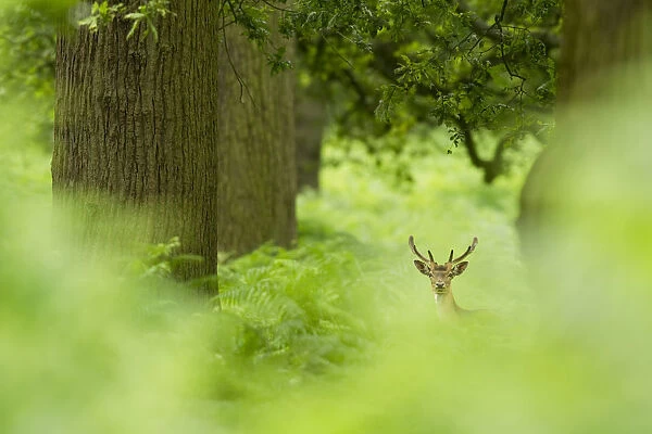 DELETE DUPLICATE - Fallow deer (Dama dama) in woodland clearing, Cheshire, UK August