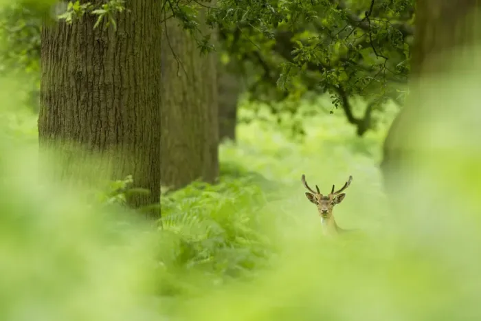 Framed Print : DELETE DUPLICATE - Fallow deer (Dama dama) in woodland clearing, Cheshire, UK August Framed Print : DELETE DUPLICATE - Fallow deer (Dama dama) in woodland clearing, Cheshire, UK August