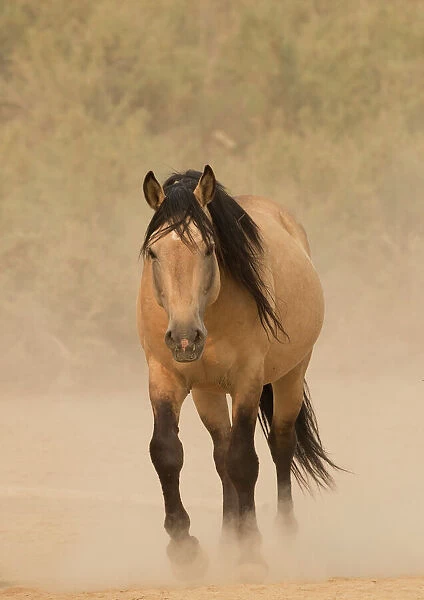 DELETE DUPLICATE - RF - Wild buckskin Mustang stallion walking towards waterhole
