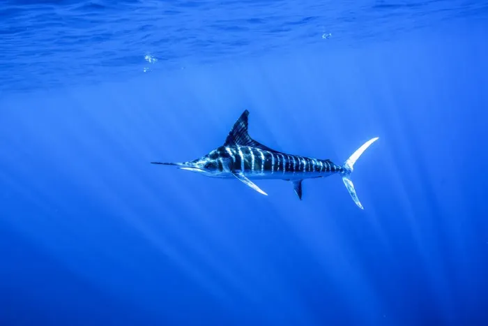 Framed Print : DELETE Striped marlin (Kajikia audax) feeding on bait balls, Eastern Pacific, Thetis Bank Framed Print : DELETE Striped marlin (Kajikia audax) feeding on bait balls, Eastern Pacific, Thetis Bank