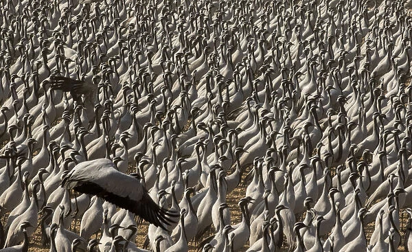 Demoiselle crane (Anthropoides virgo) gathering of large number of cranes in a chugga ghar