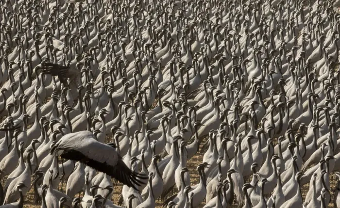 Framed Print : Demoiselle crane (Anthropoides virgo) gathering of large number of cranes in a chugga ghar Framed Print : Demoiselle crane (Anthropoides virgo) gathering of large number of cranes in a chugga ghar