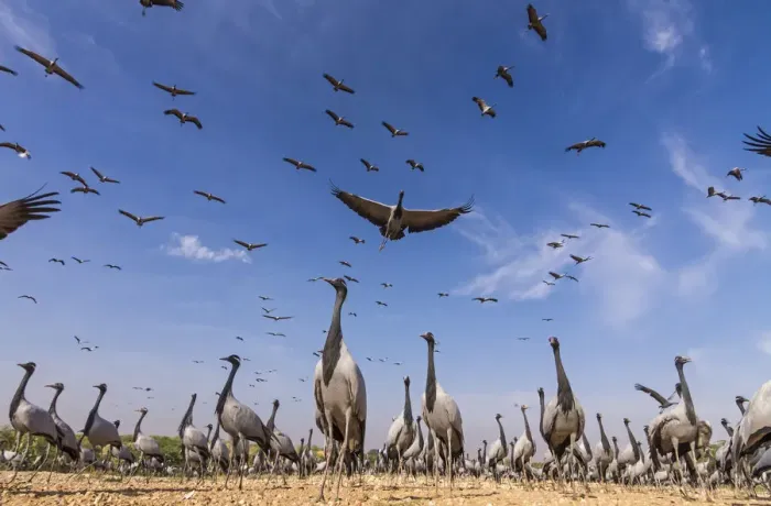 Framed Print : Demoiselle crane (Anthropoides virgo) low angle view of birds flying and landing Framed Print : Demoiselle crane (Anthropoides virgo) low angle view of birds flying and landing