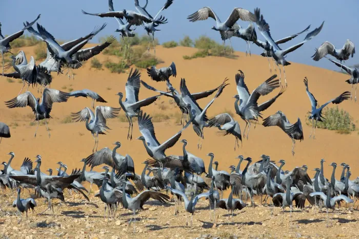 Framed Print : Demoiselle cranes (Anthropoides virgo) landing at wintering site, Thar desert, Rajasthan
