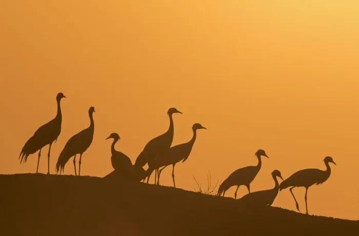 Framed Print : Demoiselle cranes (Anthropoides virgo) silhouetted at dusk on a wall during their winter migration Framed Print : Demoiselle cranes (Anthropoides virgo) silhouetted at dusk on a wall during their winter migration