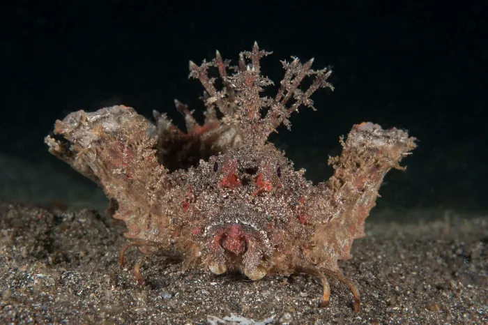 Framed Print : Demon stinger (Inimicus didactylus) portrait, Lembeh Strait, North Sulawesi Framed Print : Demon stinger (Inimicus didactylus) portrait, Lembeh Strait, North Sulawesi