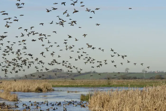 Framed Print : Dense flock of Common teal (Anas crecca) with a few Wigeon (Anas penelope Framed Print : Dense flock of Common teal (Anas crecca) with a few Wigeon (Anas penelope