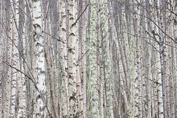 Dense stand of Silver birch (Betula pendula), Wester Ross, Scotland, UK, February