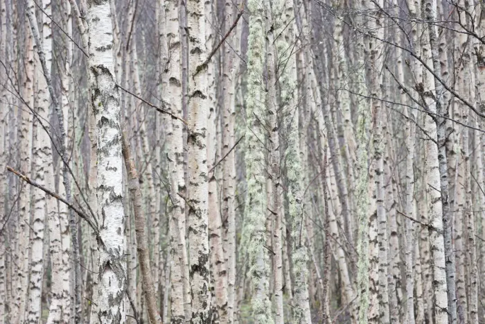 Framed Print : Dense stand of Silver birch (Betula pendula), Wester Ross, Scotland, UK, February Framed Print : Dense stand of Silver birch (Betula pendula), Wester Ross, Scotland, UK, February