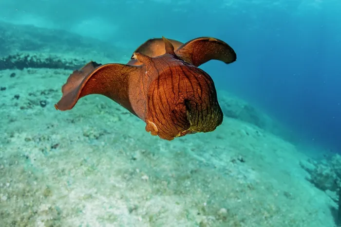 Framed Print : Depilatory sea hare (Aplysia depilans) portrait, Vis Island, Croatia, Adriatic Sea