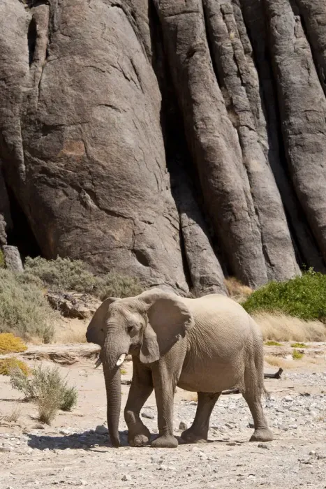 Framed Print : Desert african elephant (Loxodonta africana) in the Namib Desert, Damaraland, Namibia Framed Print : Desert african elephant (Loxodonta africana) in the Namib Desert, Damaraland, Namibia