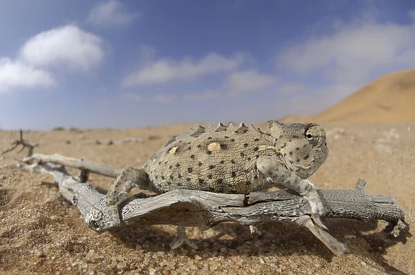 Desert chameleon {Chamaeleo namaquensis} in desert habitat, Namib Desert, Namibia