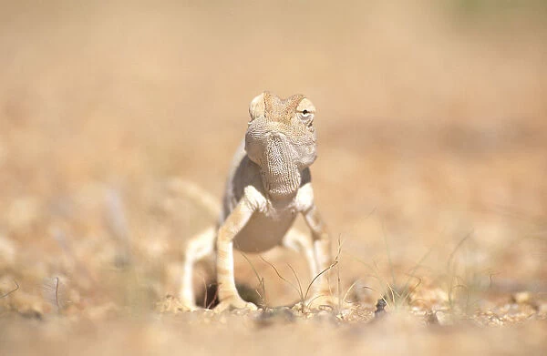 Desert chameleon {Chamaeleo namaquensis} note one eye facing forwards, the other backwards