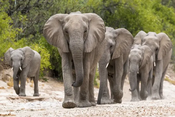 Framed Print : Desert dwelling African elephants (Loxodonta africana) matriarch leading her family Framed Print : Desert dwelling African elephants (Loxodonta africana) matriarch leading her family