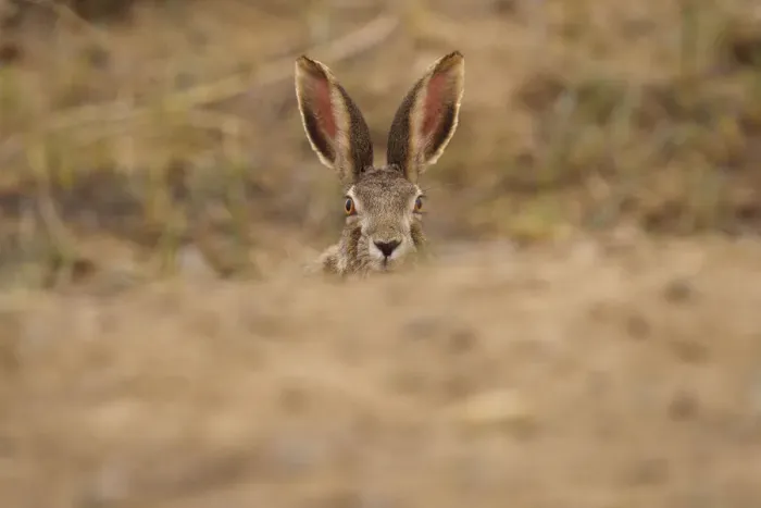 Framed Print : Desert hare (Lepus tibetanus)face and ears portrait, Inner Mongolia, China