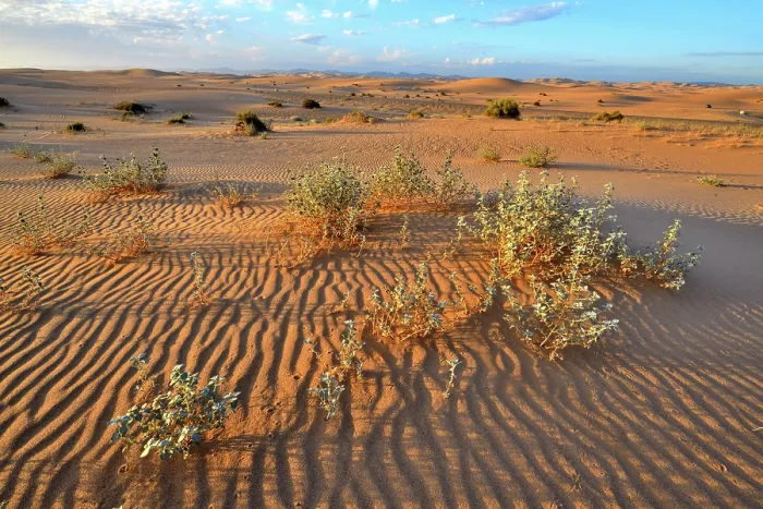 Framed Print : Desert holly (Atriplex hymenelytra) on Algodones dunes at dawn, California, USA. June Framed Print : Desert holly (Atriplex hymenelytra) on Algodones dunes at dawn, California, USA. June