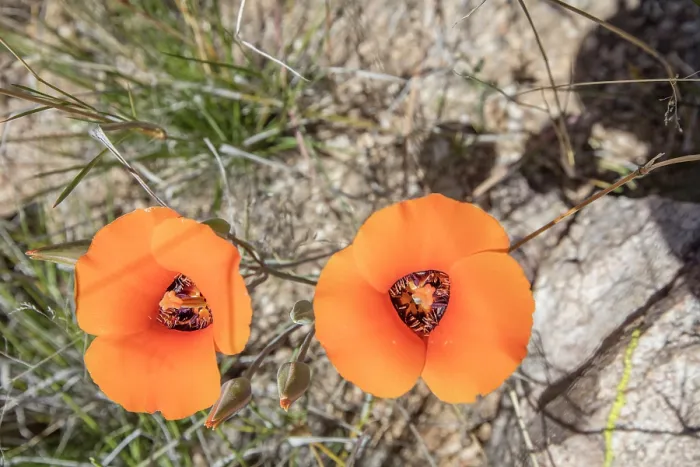 Framed Print : Desert mariposa lily (Calochortus kennedyi) in flower, Sabino Canyon, Pima County, Arizona, USA. April Framed Print : Desert mariposa lily (Calochortus kennedyi) in flower, Sabino Canyon, Pima County, Arizona, USA. April