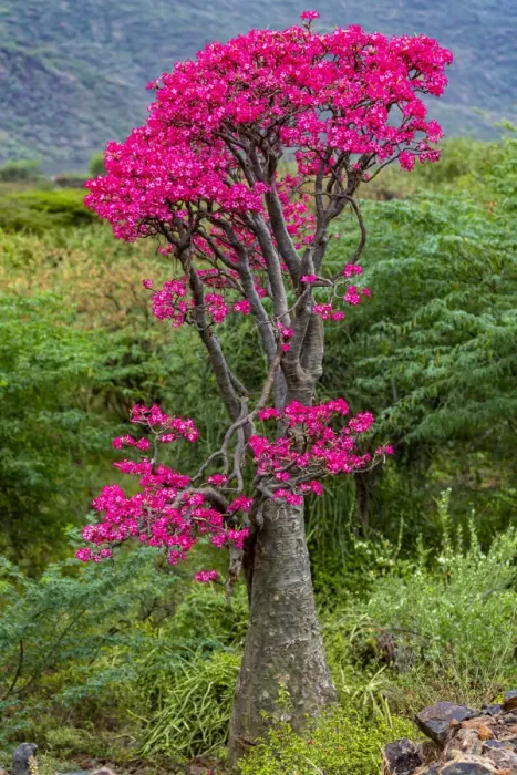 Framed Print : Desert rose (Adenium obesum) tree in flower, Bogoria Game Reserve, Kenya Framed Print : Desert rose (Adenium obesum) tree in flower, Bogoria Game Reserve, Kenya