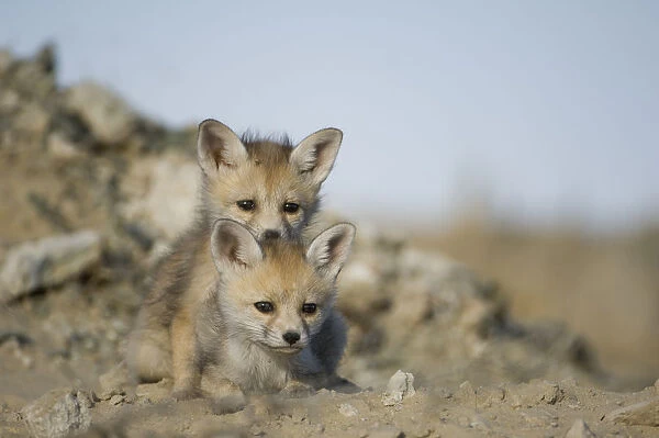 Desert  /  Whitefooted Fox (Vulpes vulpes pusilla) two cubs, Rajasthan, India