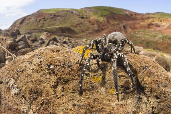 Deserta Grande wolf spider (Hogna ingens), Deserta Grande, Madeira, Portugal. Critically endangered