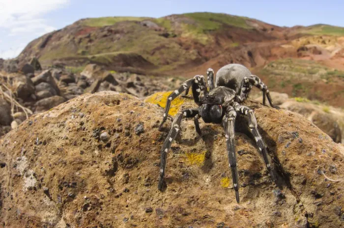 Framed Print : Deserta Grande wolf spider (Hogna ingens), Deserta Grande, Madeira, Portugal. Critically endangered Framed Print : Deserta Grande wolf spider (Hogna ingens), Deserta Grande, Madeira, Portugal. Critically endangered