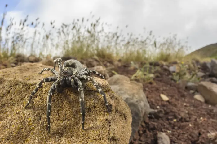 Framed Print : Deserta Grande wolf spider (Hogna ingens), Deserta Grande, Madeira, Portugal. Critically endangered Framed Print : Deserta Grande wolf spider (Hogna ingens), Deserta Grande, Madeira, Portugal. Critically endangered