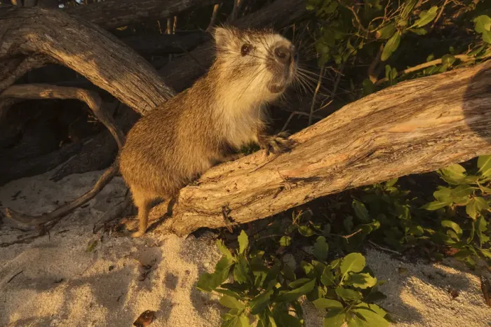 Framed Print : Desmarests hutia (Capromys pilorides doceleguas) on beach Framed Print : Desmarests hutia (Capromys pilorides doceleguas) on beach