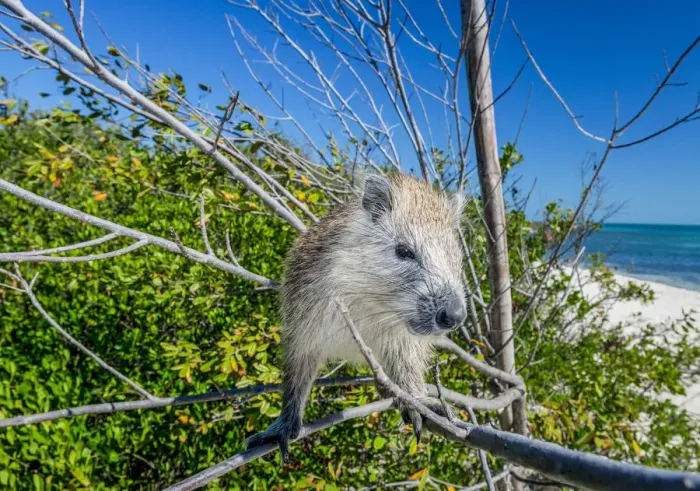 Framed Print : Desmarests hutia (Capromys pilorides) in tree on beach. Gardens of the Queen National Park