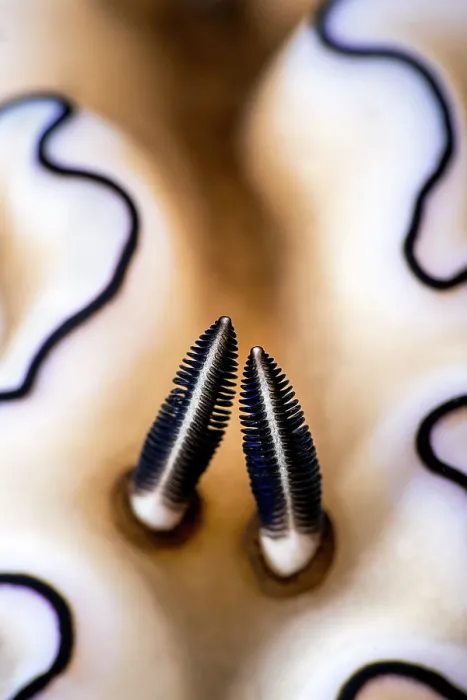 Framed Print : Details of the rhinophores of a Nudibranch (Doriprismatica atromarginata) on a coral reef, Bitung, North Sulawesi, Indonesia, Lembeh Strait, Molucca Sea Framed Print : Details of the rhinophores of a Nudibranch (Doriprismatica atromarginata) on a coral reef, Bitung, North Sulawesi, Indonesia, Lembeh Strait, Molucca Sea
