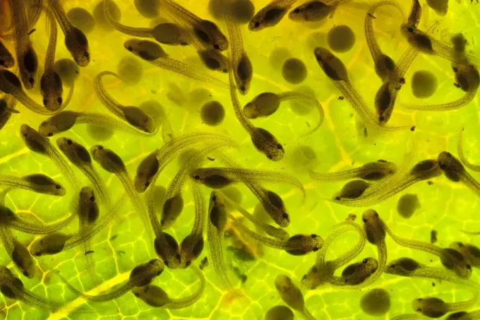 Framed Print : Developing eggs of Spotted reed frog (Hyperolius puncticulatus) at day 8 Framed Print : Developing eggs of Spotted reed frog (Hyperolius puncticulatus) at day 8