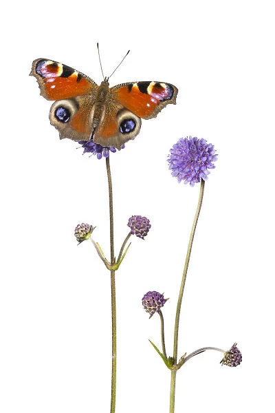 Devil s-bit scabious (Succisa pratensis) and Peacock butterfly (Inachis io) Peak