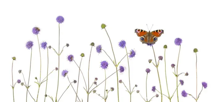 Framed Print : Devil s-bit scabious (Succisa pratensis) and Peacock butterfly (Inachis io) Peak Framed Print : Devil s-bit scabious (Succisa pratensis) and Peacock butterfly (Inachis io) Peak