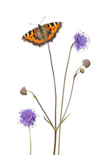 Devil's-bit scabious (Succisa pratensis) and Small tortoiseshell butterfly (Aglais