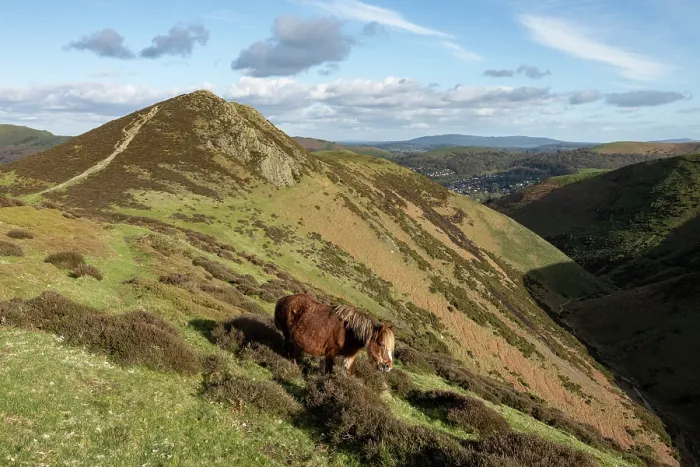Framed Print : Devil's Mouth and Welsh Mountain pony, Townsbrook Valley, Long Mynd, Shropshire Hills National Landscape, England, UK. March, 2024 Framed Print : Devil's Mouth and Welsh Mountain pony, Townsbrook Valley, Long Mynd, Shropshire Hills National Landscape, England, UK. March, 2024