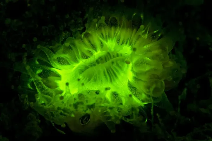 Framed Print : Devonshire cup coral (Caryophyllia smithii) photographed under deep blue light to reveal Framed Print : Devonshire cup coral (Caryophyllia smithii) photographed under deep blue light to reveal