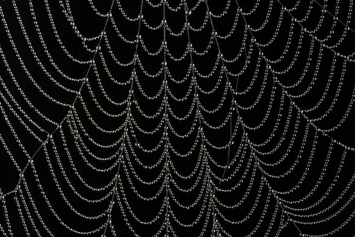 Framed Print : Dew-covered cobweb. Thursley Common, Surrey, UK. October Framed Print : Dew-covered cobweb. Thursley Common, Surrey, UK. October