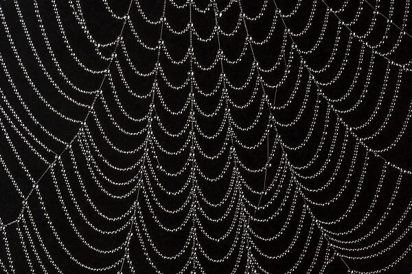 Dew-covered cobweb. Thursley Common, Surrey, UK. October