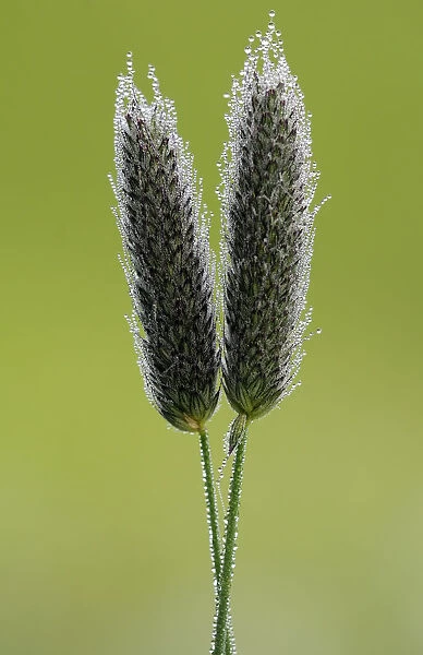 Dew covered grasses (possibly lesser catstail?), flower heads, Tamar lakes, Cornwall, UK