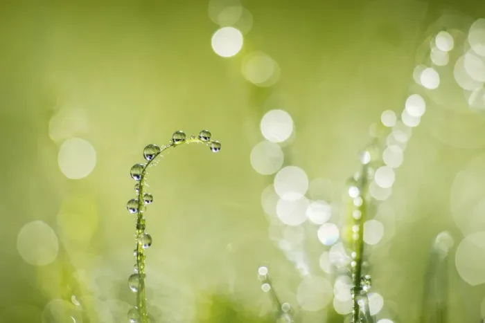 Framed Print : Dew on grass, Monmouthshire Wales, UK, September Framed Print : Dew on grass, Monmouthshire Wales, UK, September