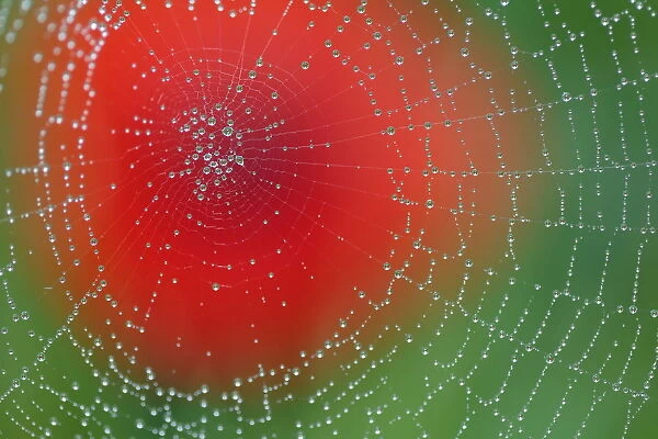 Dew on spiderweb with Common poppy (Papaver rhoeas) in the background, Sierra de