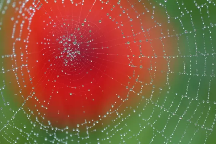 Framed Print : Dew on spiderweb with Common poppy (Papaver rhoeas) in the background, Sierra de Framed Print : Dew on spiderweb with Common poppy (Papaver rhoeas) in the background, Sierra de