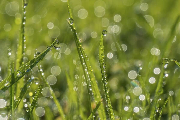 Dewdrop on grass with bokeh affect, Monmouthshire, Wales, UK, September