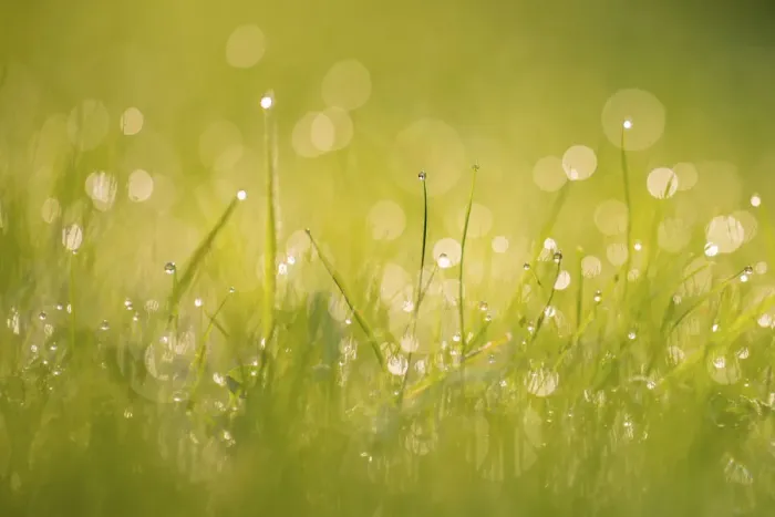 Framed Print : Dewdrops on grass with bokeh affect, Monmouthshire, Wales, UK September Framed Print : Dewdrops on grass with bokeh affect, Monmouthshire, Wales, UK September