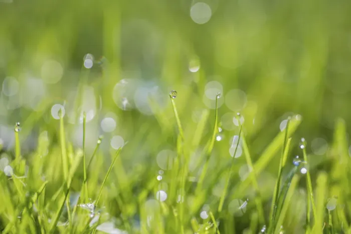 Framed Print : Dewdrops on grass, Monmouthshire, Wales UK, October Framed Print : Dewdrops on grass, Monmouthshire, Wales UK, October